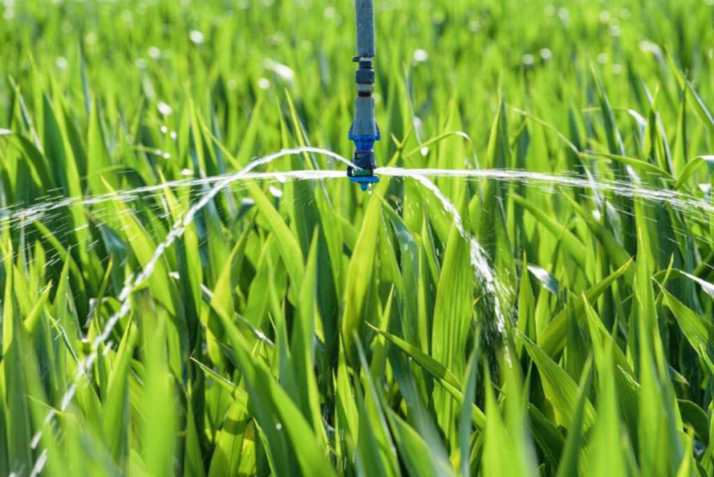 Lawn Irrigation in Denver & Aurora